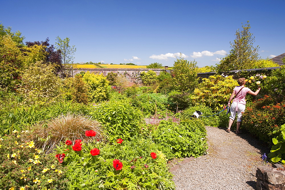 Winsford walled garden, a restored Victorian garden in Devon, England, United Kingdom, Europe