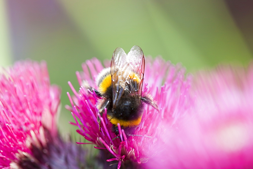 Bumblebee feeding on garden plants, United Kingdom, Europe