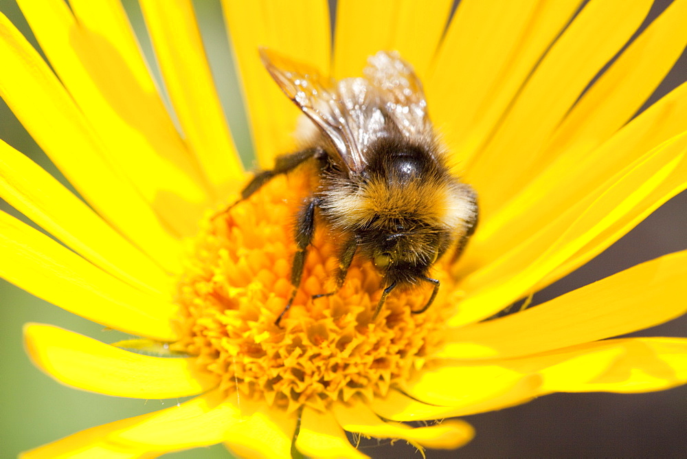 Bumblebee feeding on garden plants, United Kingdom, Europe