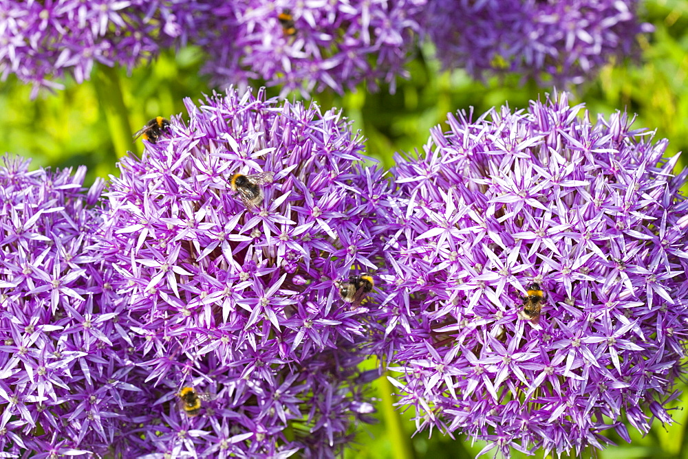 Bumblebee feeding on garden plants, United Kingdom, Europe