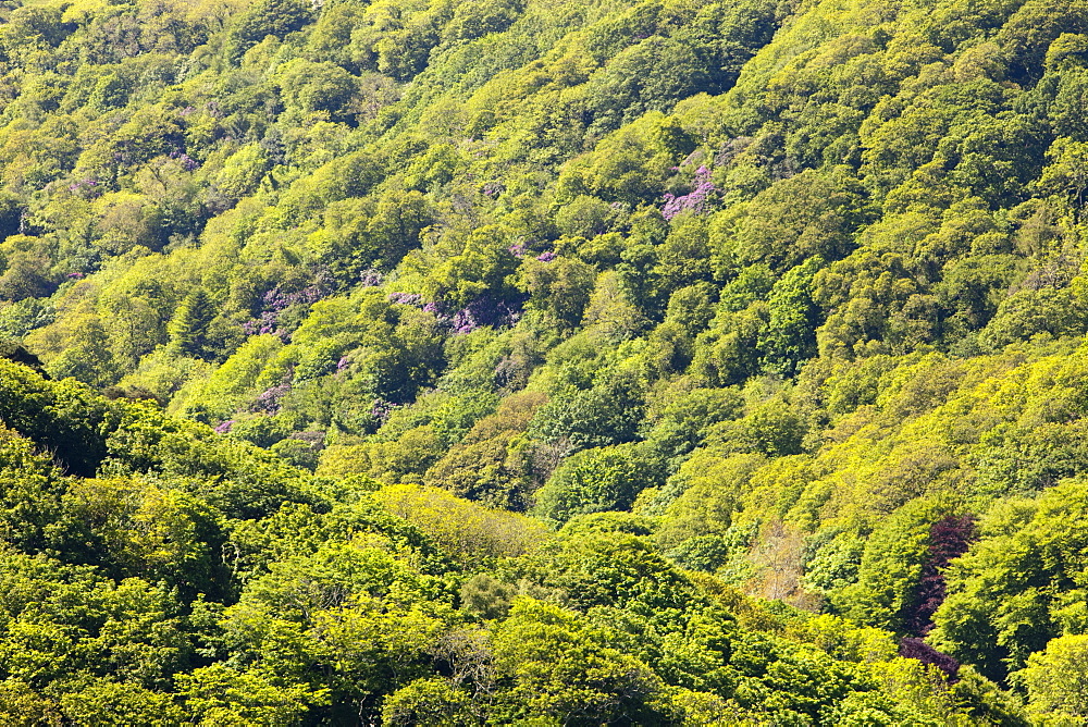 Woodland above Lee Bay on the north Devon coast near Ilfracome, Devon, England, United Kingdom, Europe