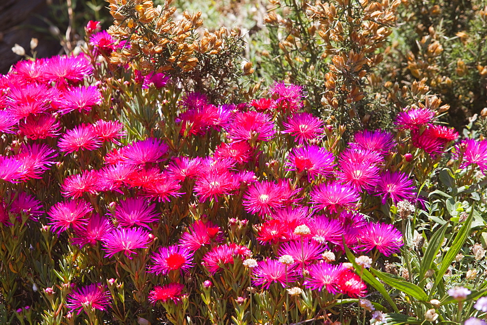 A garden escape flower growing on the north Devon coast, Devon, England, United Kingdom, Europe