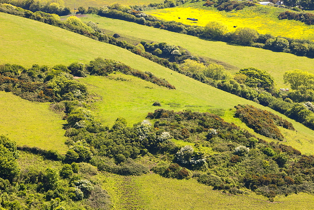 Field boundaries on ancient farmland above Combe Martin in north Devon Devon, England, United Kingdom, Europe