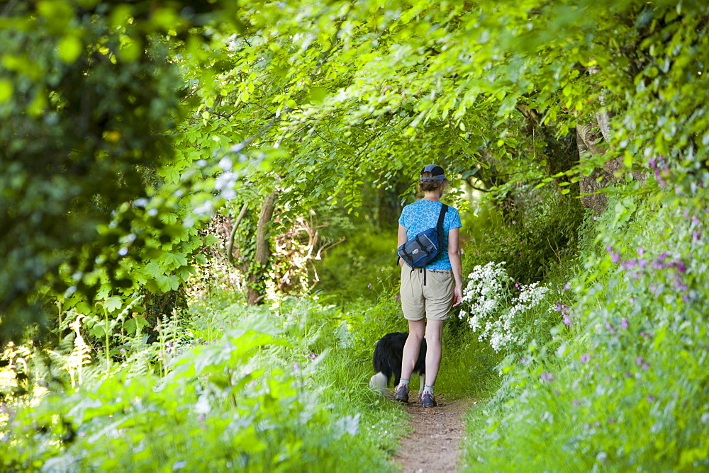 A woman walking her dog through woodland near Combe Martin in Devon, England, United Kingdom, Europe