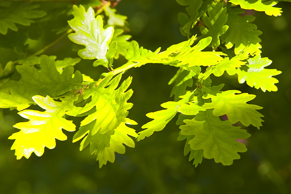 Oak leaves in Spring, Devon, England, United Kingdom, Europe