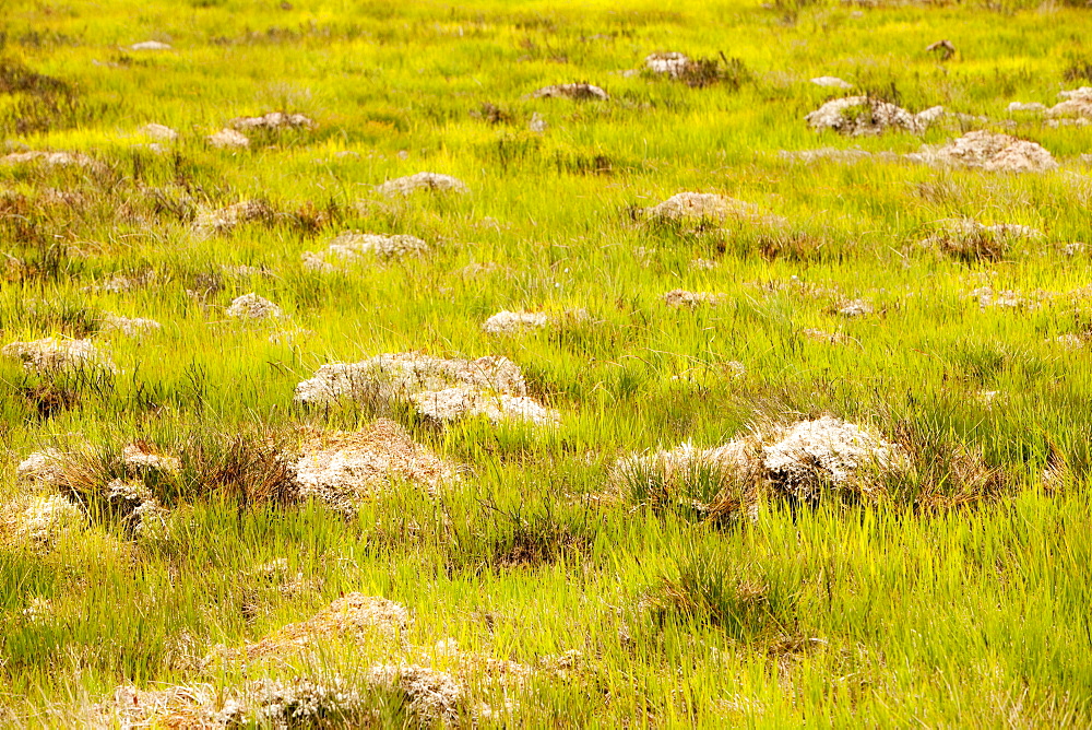 Peat bog on Exmoor in Devon, England, United Kingdom, Europe