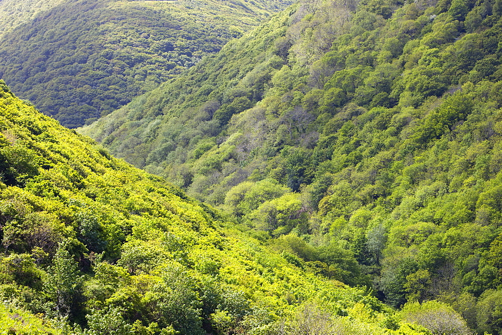 A wooded valley between Heddons Mouth and Hunters Inn on the north Devon Coast, England, United Kingdom, Europe