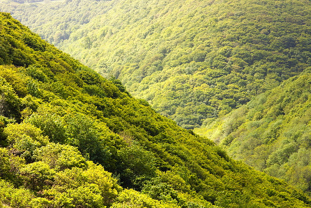 A wooded valley between Heddons Mouth and Hunters Inn on the north Devon Coast, England, United Kingdom, Europe