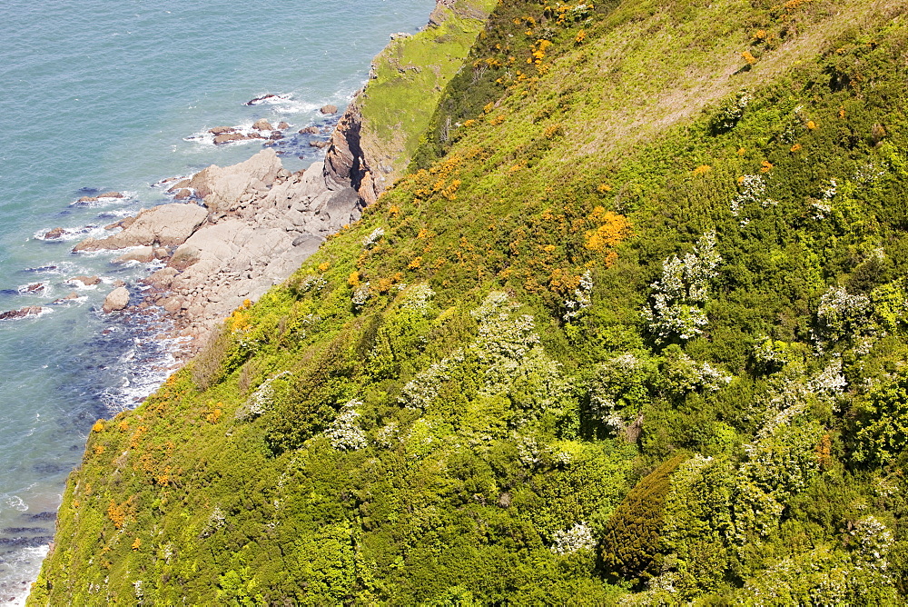 Vegetation on the steep sea cliffs of the North Devon Coast near Combe Martin, Devon, England, United Kingdom, Europe