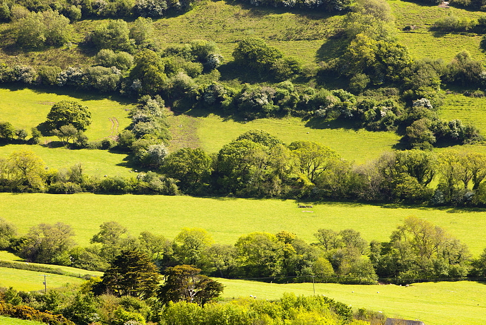 Field boundaries on ancient farmland above Combe Martin in north Devon, England, United Kingdom, Europe