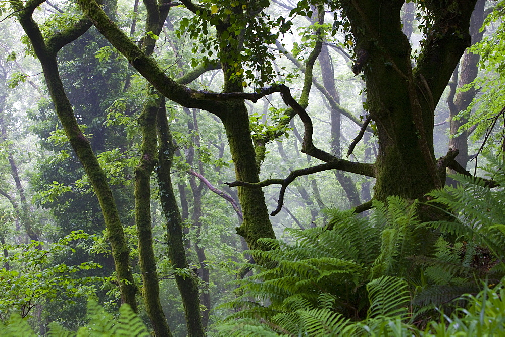 Damp woodland near Lynton in north Devon, England, United Kingdom, Europe