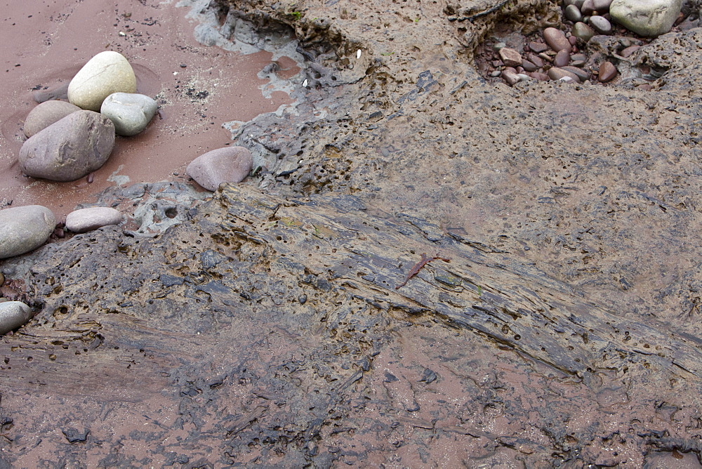 Tree trunks preserved in a submarine forest revealed at low tide at Porlock Weir in Somerset, England, United Kingdom, Europe