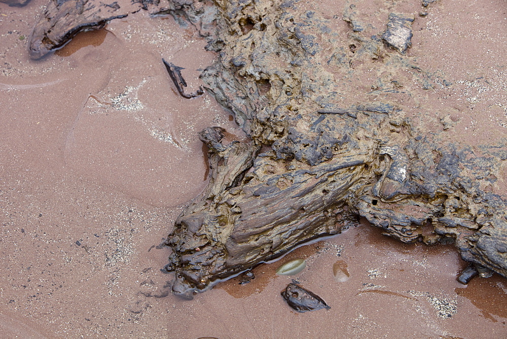 Tree trunks preserved in a submarine forest revealed at low tide at Porlock Weir in Somerset, England, United Kingdom, Europe