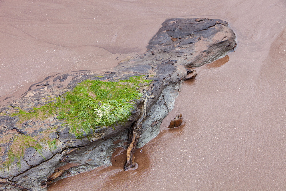 Tree trunks preserved in a submarine forest revealed at low tide at Porlock Weir in Somerset, England, United Kingdom, Europe