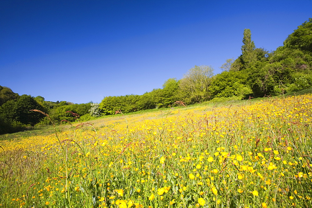 Buttercups flowering in a hay meadow in Berrynarbor in North Devon, England, United Kingdom, Europe