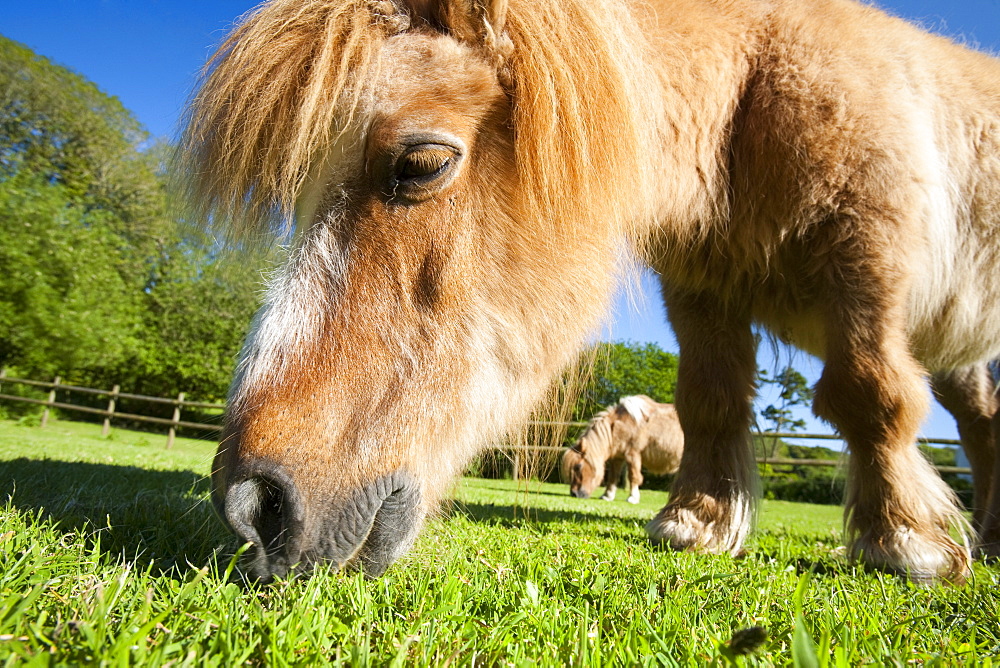 A miniature Shetland pony grazing in a field in Berrynarbor, North Devon, England, United Kingdom, Europe