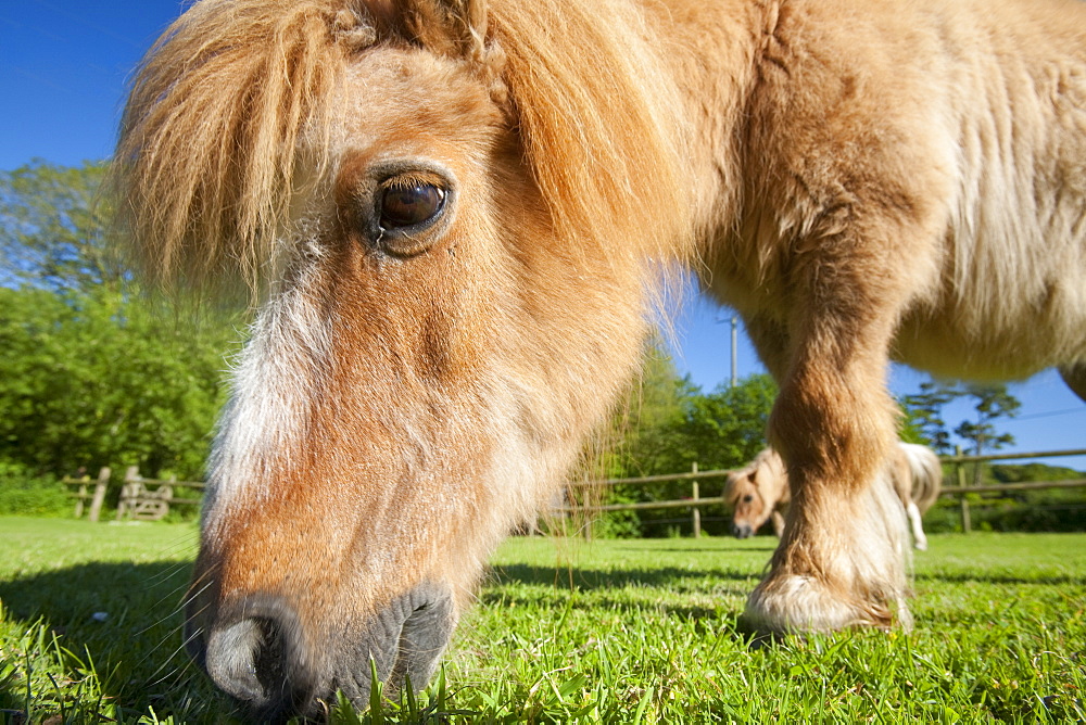 A miniature Shetland pony grazing in a field in Berrynarbor, North Devon, England, United Kingdom, Europe