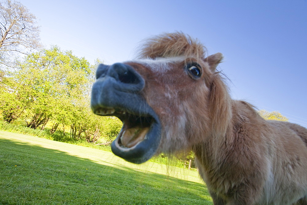 A miniature Shetland pony grazing in a field in Berrynarbor, North Devon, England, United Kingdom, Europe