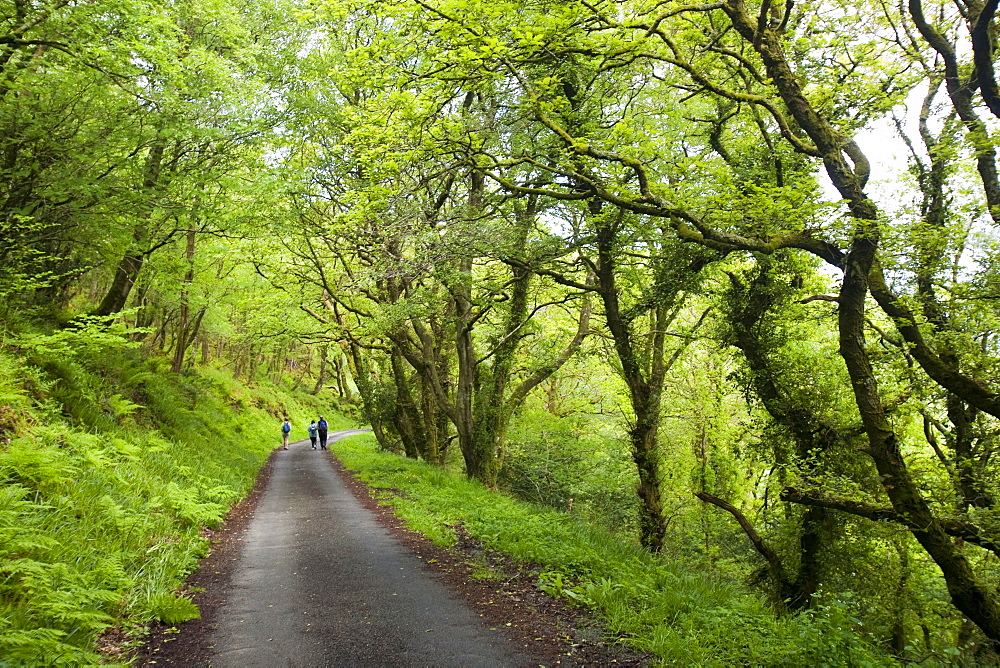 The road down to Woody Bay on the north Devon coast near Lynton, Devon, England, United Kingdom, Europe