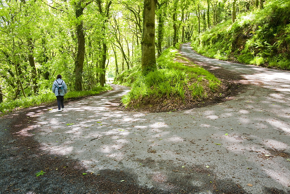 The road down to Woody Bay on the north Devon coast near Lynton, Devon, England, United Kingdom, Europe