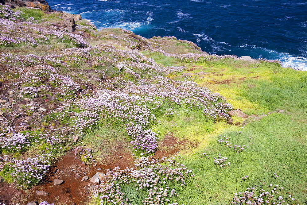 Grass discoloured by polluted water leaching out of the old Geevor tine mine near Pendeen, Cornwall, England, United Kingdom, Europe