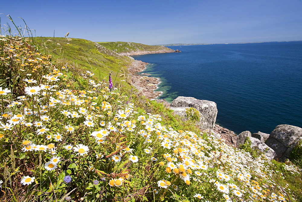 Wildflowers growing on the sea cliffs near Lamorna Cove near Mousehole in Cornwall, England, United Kingdom, Europe