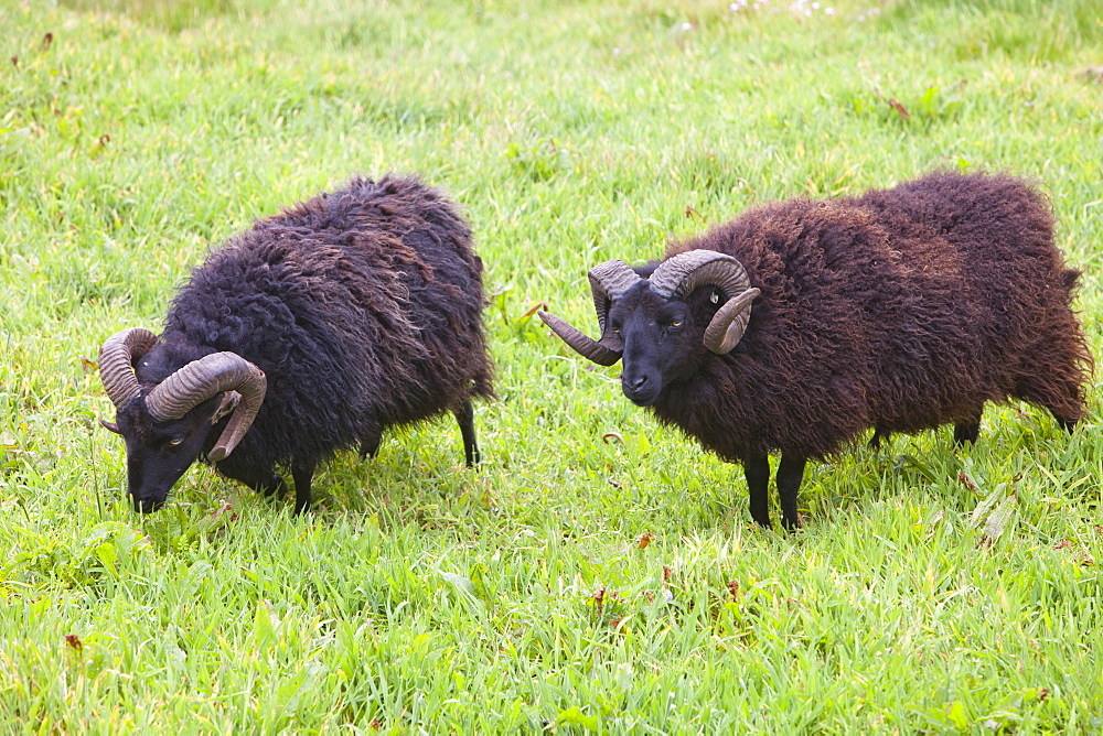 Soay sheep being used for conservation grazing on Baggy Point, near Croyde in north Devon, England, United Kingdom, Europe