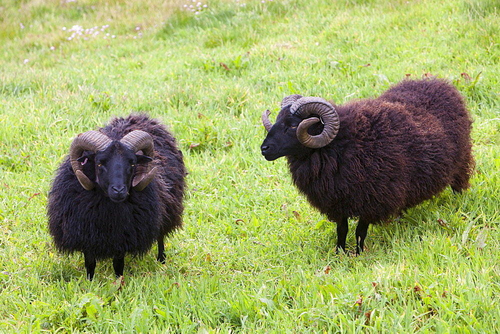 Soay sheep being used for conservation grazing on Baggy Point, near Croyde in north Devon, England, United Kingdom, Europe