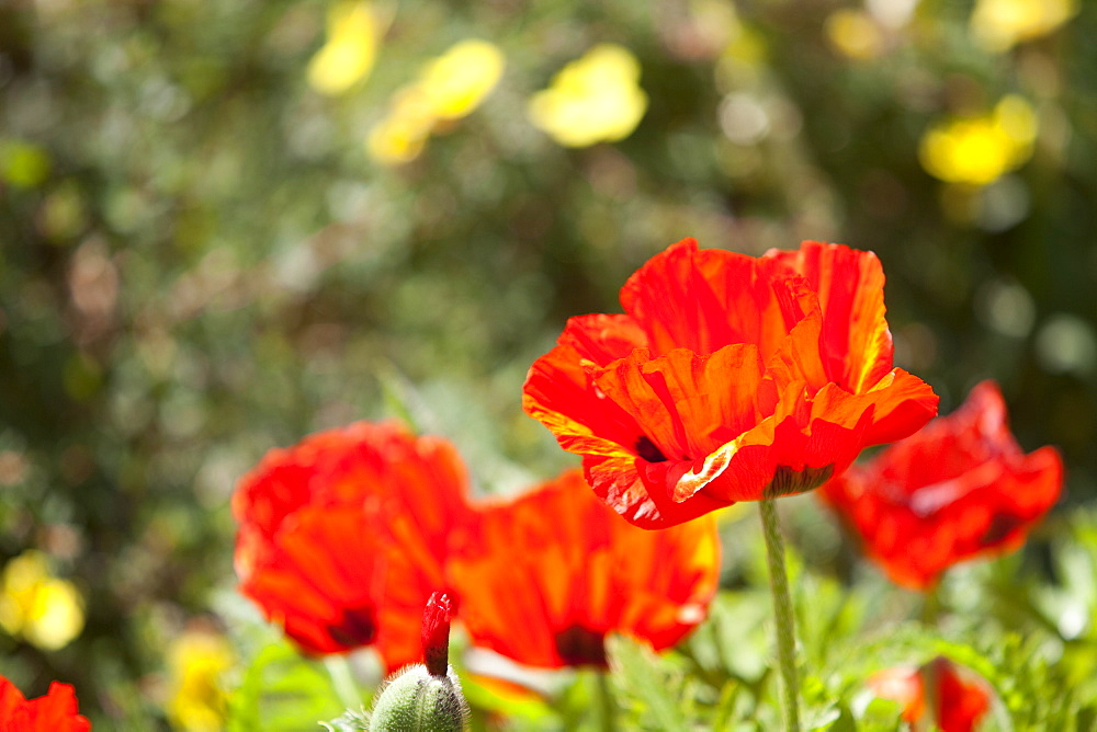 Poppies in Winsford walled garden, a restored Victorian garden in Devon, England, United Kingdom, Europe