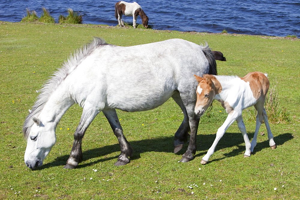 Pony and foal on Bodmin Moor in Cornwall, England, United Kingdom, Europe