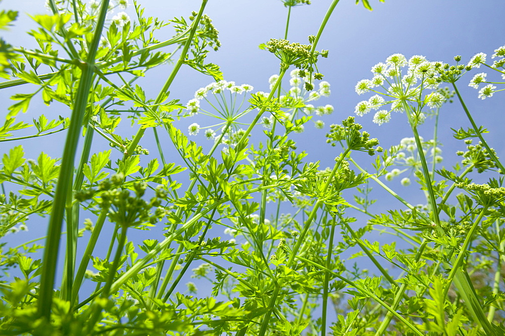 Umbellifer flowers on a Devon lane, England, United Kingdom, Europe