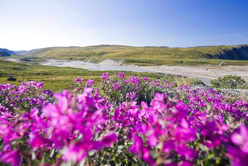 Plants flowering on the tundra near Kangerlussuaq in Greenland, Polar Regions