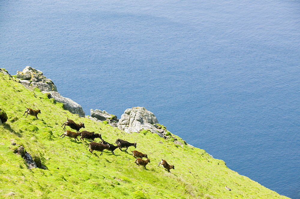 Soay sheep on Lundy Island, Devon, England, United Kingdom, Europe