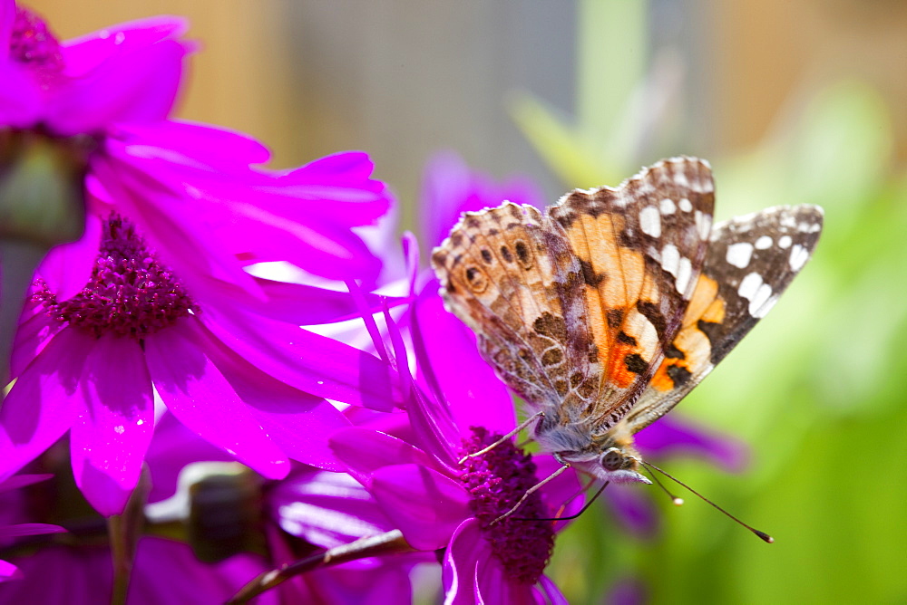 A Painted Lady butterfly feeding on garden flowers, United Kingdom, Europe