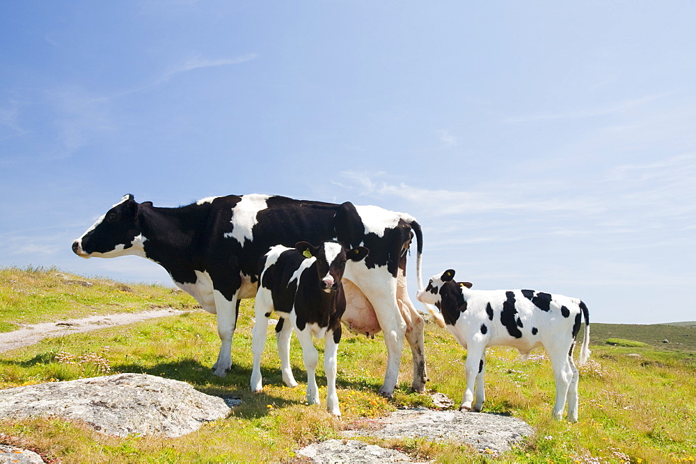 A cow and calves in West Cornwall, England, United Kingdom, Europe