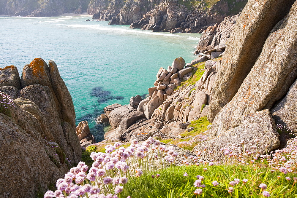 Sea pinks flowreing on Logan Rock Headland in Porthcurno, Cornwall, England, United Kingdom, Europe