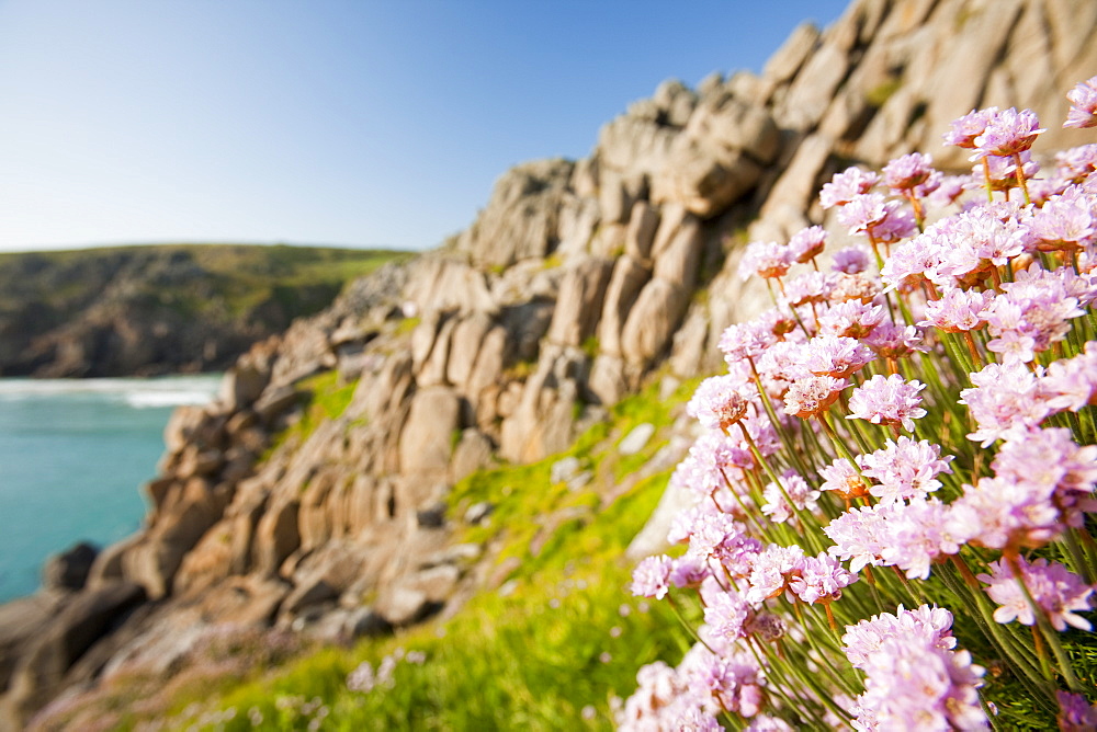 Sea pinks flowreing on Logan Rock Headland in Porthcurno, Cornwall, England, United Kingdom, Europe