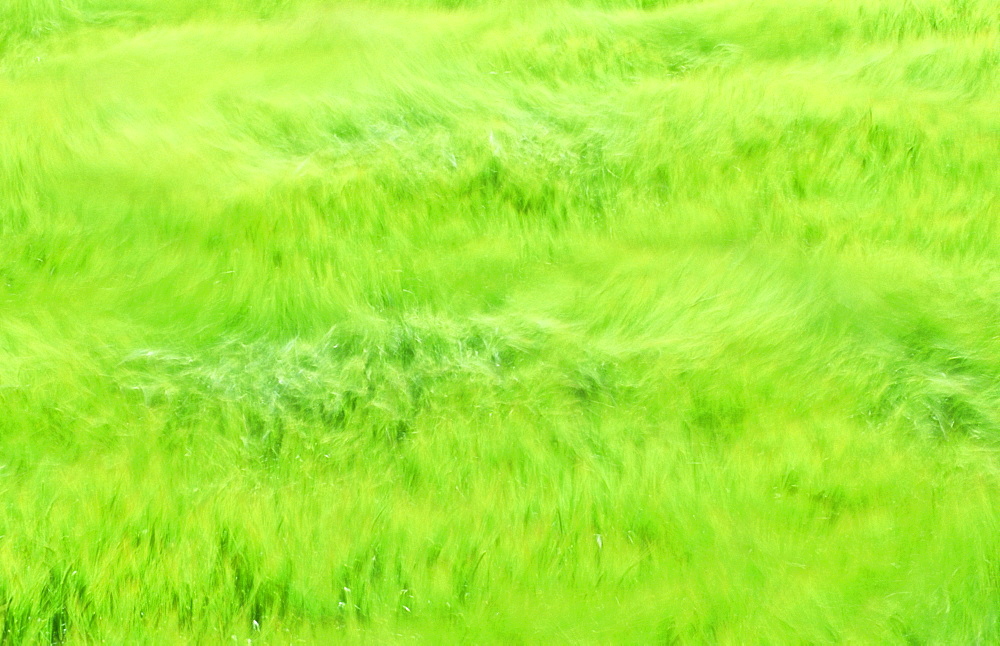 A cereal crop blowing in the wind, Norfolk, England, United Kingdom, Europe