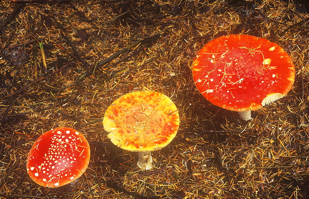 Fly Agaric mushrooms in Cumbria, England, United Kingdom, Europe