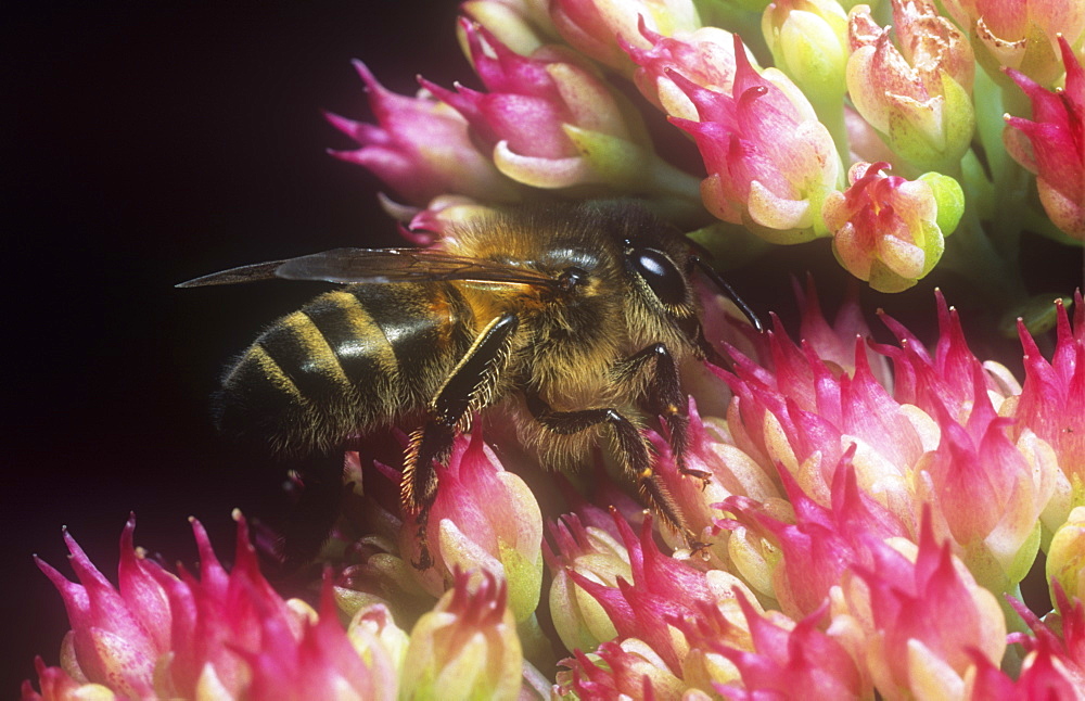 A Honeybee gathering pollen from a garden plant