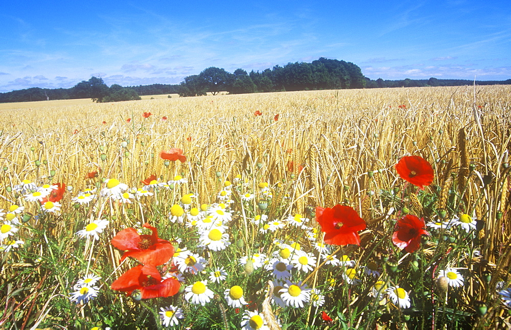 Wildflowers growing on a field edge in Norfolk, England, United Kingdom, Europe