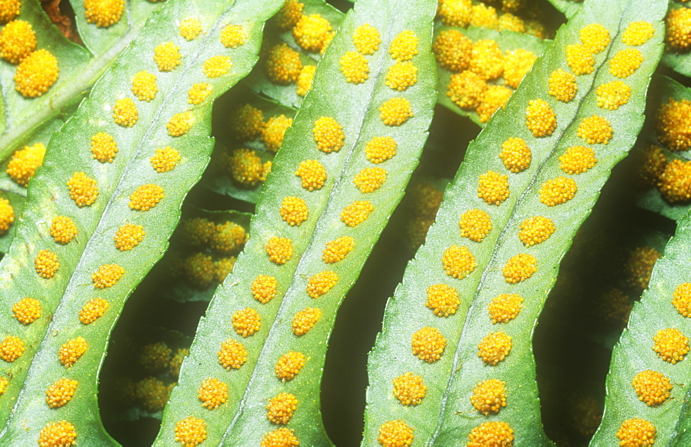 Spores on the underside of a fern