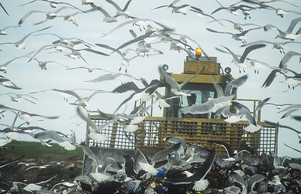 Gulls feeding on a rubbish tip in Barrow in Furness, Cumbria, England, United Kingdom, Europe