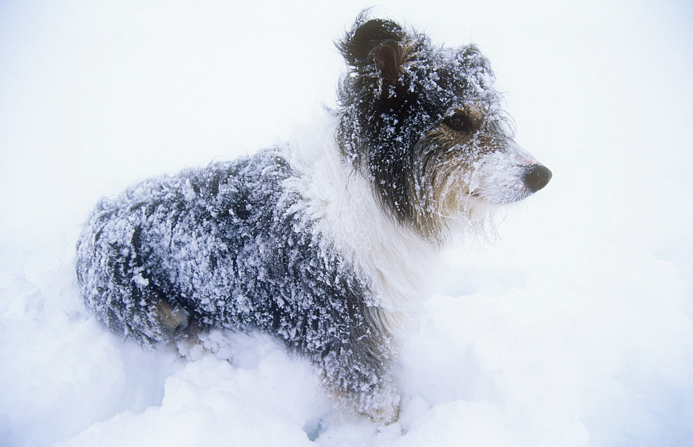 A Border Collie dog in a snow storm