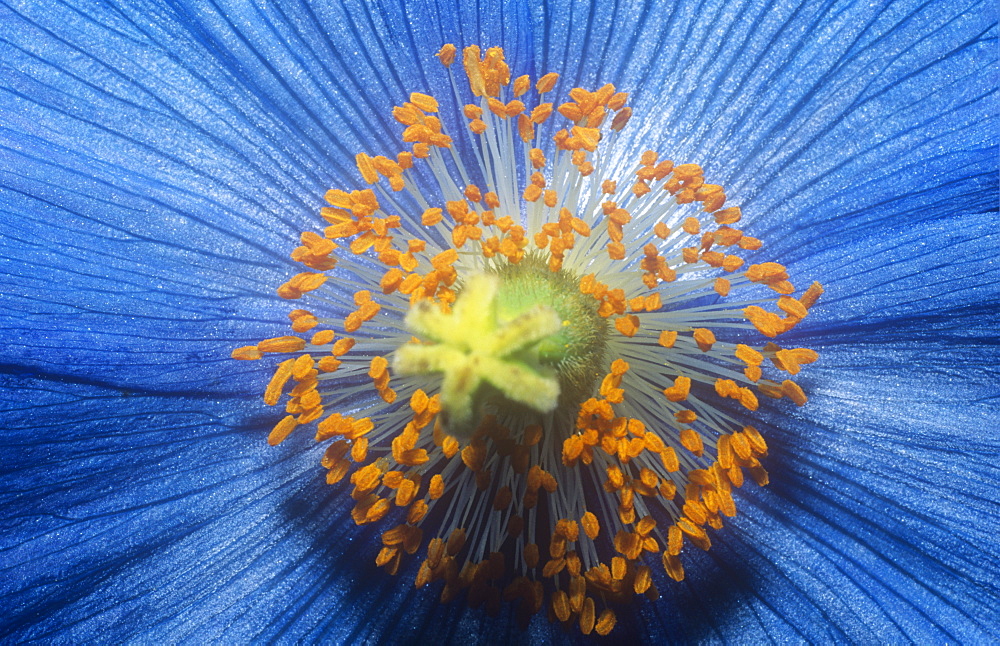 A Mecanopsis flower (blue Himalayan poppy)