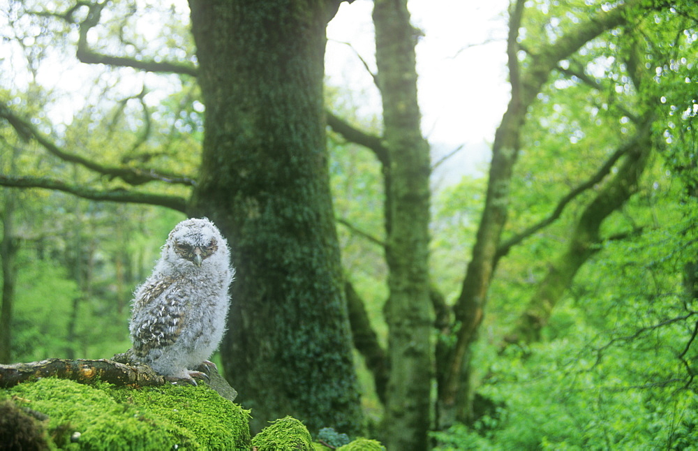 A young Tawny Owl chick out of the nest in woodland in Ambleside, Cumbria, England, United Kingdom, Europe