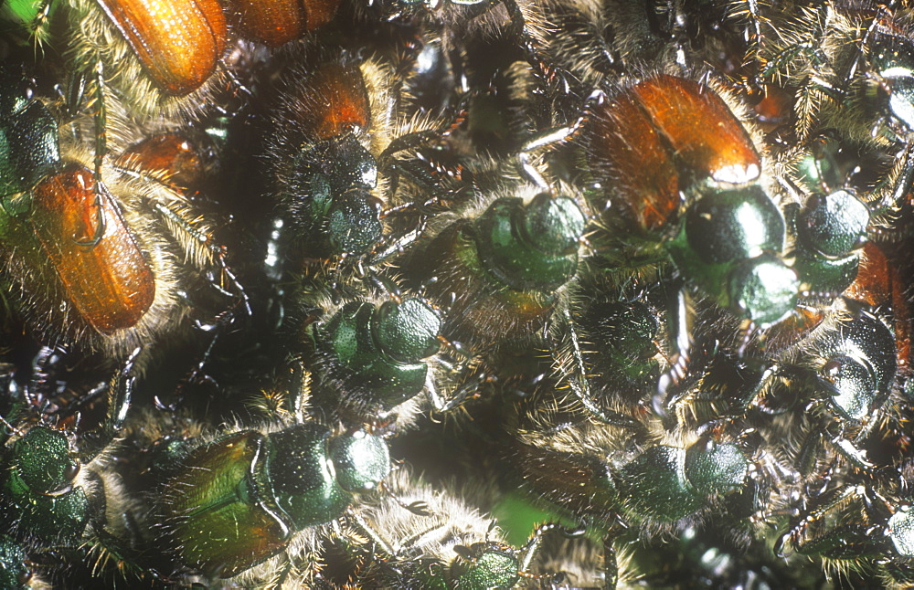 Bracken clot beetles emerging in summer, Cumbria, England, United Kingdom, Europe