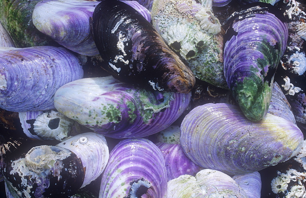 Mussel shells