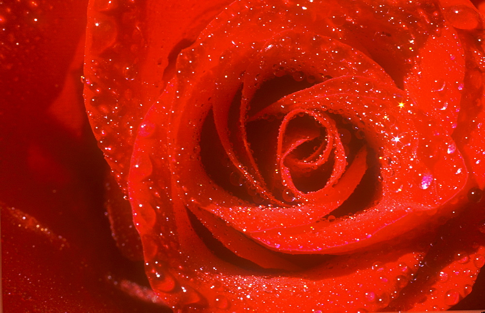 A red rose with rain drops on