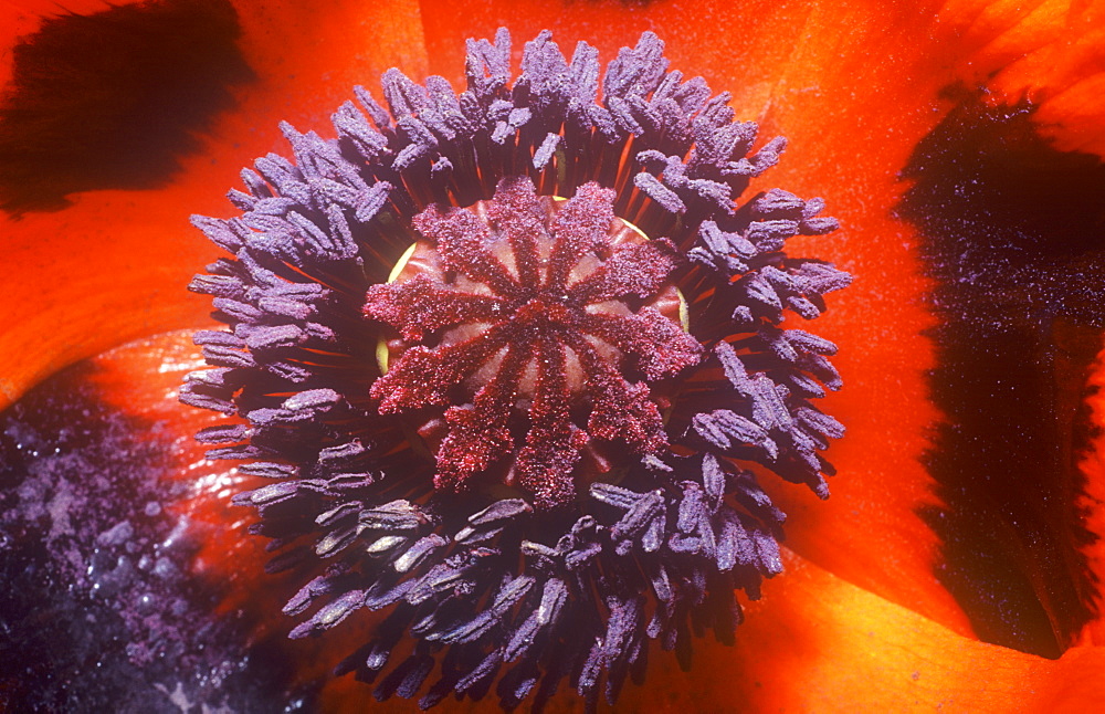 Close up of a red poppy flower